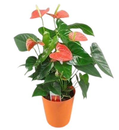 Orange Anthurium
